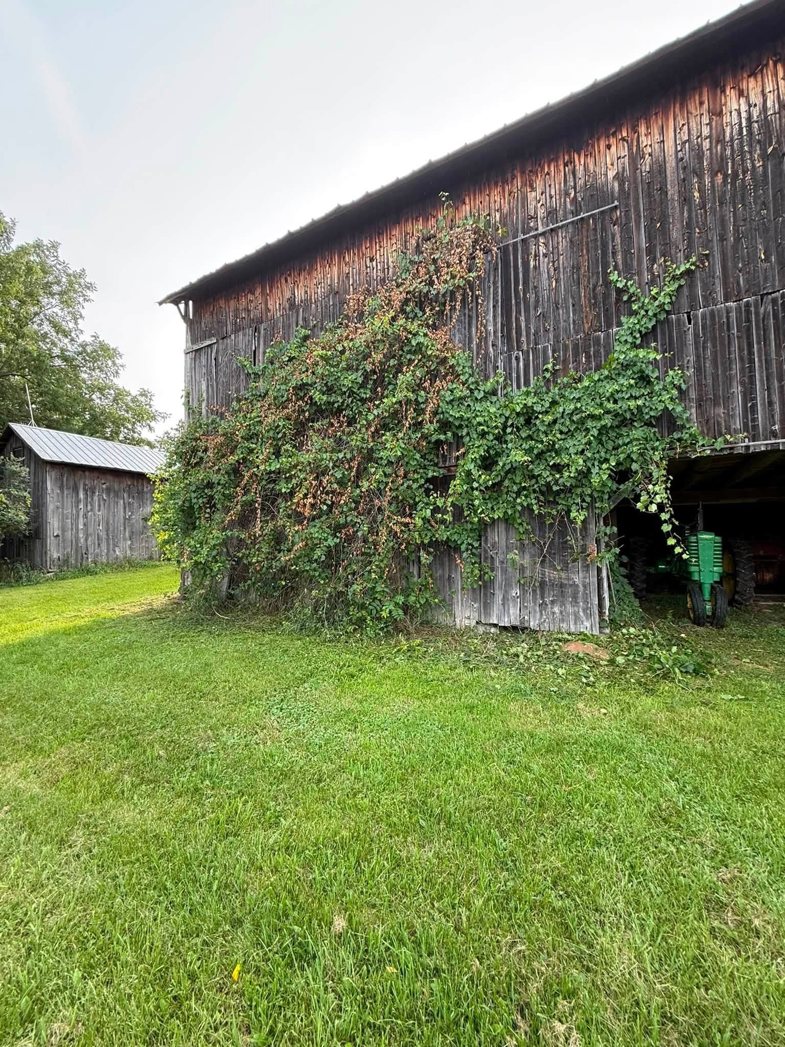 Barn covered in vines before cleanup