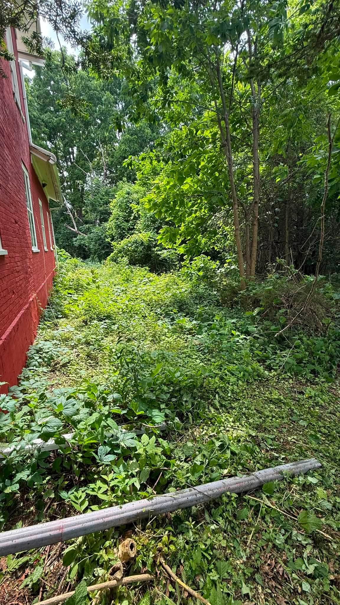 Overgrown area beside a red building before cleanup