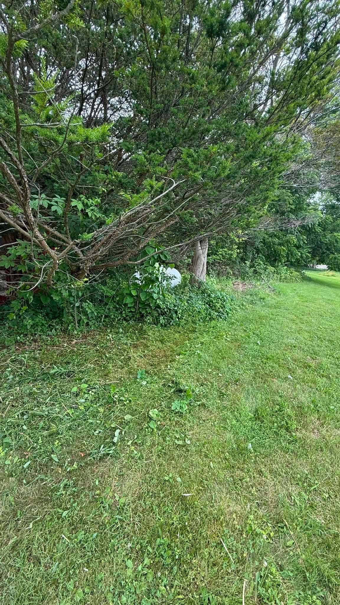 Dense tree growth before trimming